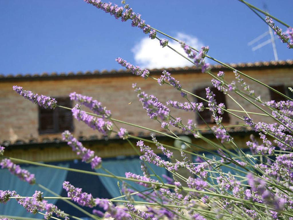 فيرمو Villarondanella المظهر الخارجي الصورة